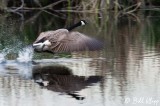 Canada Geese  16