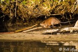 Muskrat 1