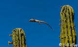 Leaping Spiny Tailed Iguana,  San Esteban Island  7