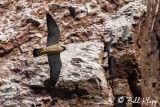 Peregrine Falcon, Isla Danzante  1