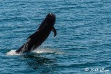 Breeching Pilot Whale,  San Marcos  2