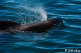 Pilot Whale,  San Marcos  1