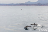 Long Beaked Common Dolphins  16