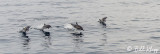 Long Beaked Common Dolphins  19