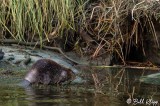 Beaver, California Delta 14