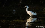 Snowy Egret  26