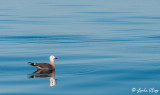 Heermanns Gull,  Isla Rasa  8