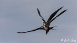 Frigate Birds,  Los Islotes  6