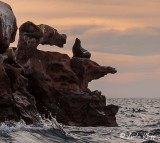 California Sea Lions, Los Islotes  12