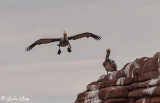 Pelicans, Los Islotes   4