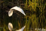 Great Egret 24
