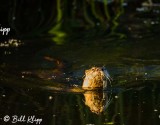 River Otter, Indian Slough 5
