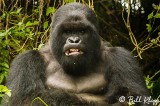Gorillas in the Mist -- Rwanda