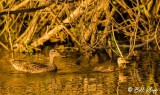 Mallard Ducks 10