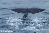 Sperm Whale Fluke, Greenland  2 