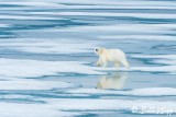 Polar Bear on the Ice, Prince Regent Inlet  1