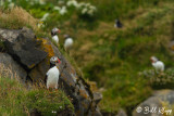Atlantic Puffins, Dyrholaey Cliffs 2