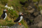 Atlantic Puffins, Dyrholaey Cliffs  3