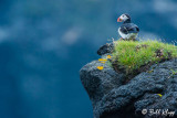 Atlantic Puffins, Westman Islands 3