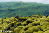 Mossy Rocks, Southern Coast 1