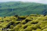 Mossy Rocks, Southern Coast  1