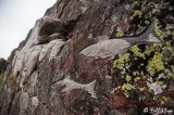 Qaqortoq Rock Carvings  1