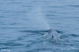 Sperm Whale blow, Greenland  3