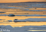 Polar Bear, Home Bay Baffin Island   12