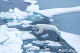 Polar Bear on the Ice,  Peel Sound  6