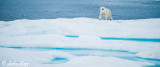 Polar Bear, Davis Straight Baffin Island  1