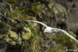 Gull, Dyrholaey Cliffs 1
