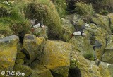 Atlantic Puffins, Dyrholaey Cliffs 6
