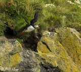 Atlantic Puffins, Dyrholaey Cliffs 8
