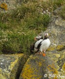 Atlantic Puffins, Dyrholaey Cliffs 11