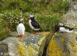Atlantic Puffins, Dyrholaey Cliffs 12