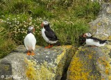 Atlantic Puffins, Dyrholaey Cliffs  12