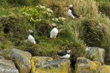 Atlantic Puffins, Dyrholaey Cliffs 15