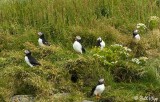 Atlantic Puffins, Dyrholaey Cliffs 16