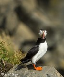 Atlantic Puffins, Dyrholaey Cliffs 23