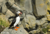 Atlantic Puffins, Dyrholaey Cliffs 25