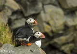 Atlantic Puffins, Dyrholaey Cliffs 32