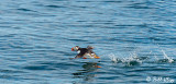 Atlantic Puffin, Reykjavik 3