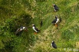 Atlantic Puffins, Westman Islands 7