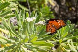 Monarch Butterfly  1