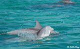 Baby Bottlenose Dolphin, Jewfish Basin  2