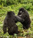Mountain Gorillas, Hira Group 8