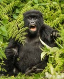 Mountain Gorillas, Hira Group  3