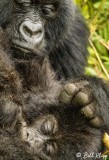 Mountain Gorilla,  Kwitonda Gorilla Group   