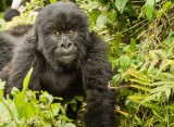Mountain Gorilla,  Kwitonda Gorilla Group   