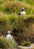 Puffins,  Dyrholey Cliffs  1